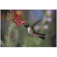 Broad-tailed Hummingbird feeding on the nectar of a Scarlet Bugler flower, New Mexico-Paper Art-32&quotx22"