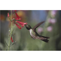 Broad-tailed Hummingbird feeding on the nectar of a Scarlet Bugler flower, New Mexico-Paper Art-62"x42"