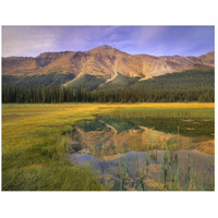 Observation Peak and coniferous forest reflected in pond, Banff National Park, Alberta-Paper Art-26"x20"