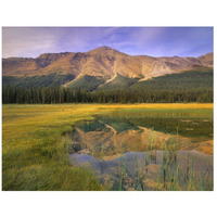 Observation Peak and coniferous forest reflected in pond, Banff National Park, Alberta-Paper Art-42"x32"