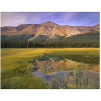 Observation Peak and coniferous forest reflected in pond, Banff National Park, Alberta-Paper Art-50"x38"