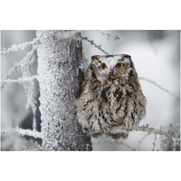 Western Screech Owl perching in a tree with snow on its head, British Columbia, Canada-Paper Art-20"x14"