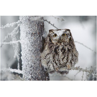 Western Screech Owl perching in a tree with snow on its head, British Columbia, Canada-Paper Art-38"x26"