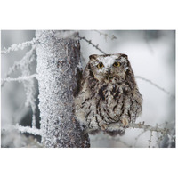 Western Screech Owl perching in a tree with snow on its head, British Columbia, Canada-Paper Art-50"x34"