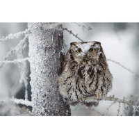 Western Screech Owl perching in a tree with snow on its head, British Columbia, Canada-Paper Art-62"x42"