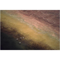 Lesser Flamingo flock of four flying over soda flats at the edge of Lake Magadi, Kenya-Paper Art-20&quotx14"