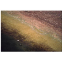 Lesser Flamingo flock of four flying over soda flats at the edge of Lake Magadi, Kenya-Paper Art-38"x26"