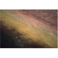 Lesser Flamingo flock of four flying over soda flats at the edge of Lake Magadi, Kenya-Paper Art-62"x42"