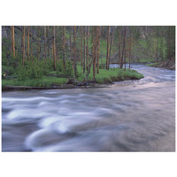 Gibbon River rapids popular river for trout fishing, Yellowstone National Park, Wyoming-Paper Art-42"x32"