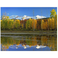 Full moon over East Beckwith Mountain rising above fall colored Aspen forests, Colorado-Paper Art-42"x32"