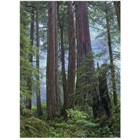 Old growth forest of Coast Redwood stand Del Norte Coast Redwoods State Park, California-Paper Art-20"x26"