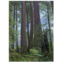 Old growth forest of Coast Redwood stand Del Norte Coast Redwoods State Park, California-Paper Art-26"x34"