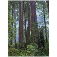 Old growth forest of Coast Redwood stand Del Norte Coast Redwoods State Park, California-Paper Art-32"x42"