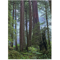 Old growth forest of Coast Redwood stand Del Norte Coast Redwoods State Park, California-Paper Art-38"x50"