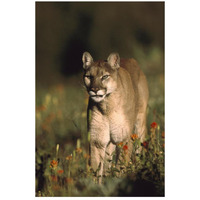 Mountain Lion or Cougar walking through a field of red Paintbrush flowers, North America-Paper Art-18"x26"