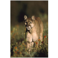 Mountain Lion or Cougar walking through a field of red Paintbrush flowers, North America-Paper Art-22"x32"