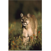 Mountain Lion or Cougar walking through a field of red Paintbrush flowers, North America-Paper Art-42"x62"