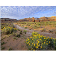 Wildflowers growing along dirt road, Temple of the Moon, Capitol Reef National Park, Utah-Paper Art-26"x22"