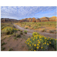 Wildflowers growing along dirt road, Temple of the Moon, Capitol Reef National Park, Utah-Paper Art-37"x30"