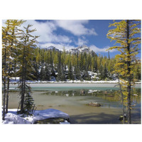 Boreal forest in light snow, Opabin Plateau, Yoho National Park, British Columbia, Canada-Paper Art-18"x14"