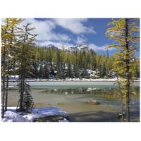 Boreal forest in light snow, Opabin Plateau, Yoho National Park, British Columbia, Canada-Paper Art-42"x32"