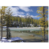 Boreal forest in light snow, Opabin Plateau, Yoho National Park, British Columbia, Canada-Paper Art-50"x38"