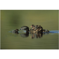 Pied-billed Grebe parent with two chicks on its back and one learning to swim, New Mexico-Paper Art-20&quotx14"