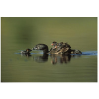 Pied-billed Grebe parent with two chicks on its back and one learning to swim, New Mexico-Paper Art-26"x18"