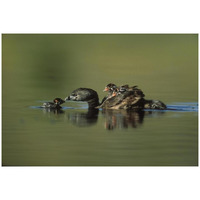 Pied-billed Grebe parent with two chicks on its back and one learning to swim, New Mexico-Paper Art-32&quotx22"