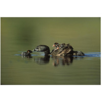 Pied-billed Grebe parent with two chicks on its back and one learning to swim, New Mexico-Paper Art-50"x34"