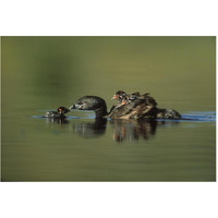 Pied-billed Grebe parent with two chicks on its back and one learning to swim, New Mexico-Paper Art-62"x42"