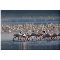 Lesser Flamingo group feeding enmass in the shallow waters of Lake Bogoria, Kenya, Africa-Paper Art-20&quotx14"