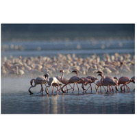 Lesser Flamingo group feeding enmass in the shallow waters of Lake Bogoria, Kenya, Africa-Paper Art-26"x18"