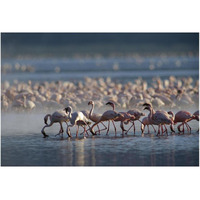 Lesser Flamingo group feeding enmass in the shallow waters of Lake Bogoria, Kenya, Africa-Paper Art-38"x26"