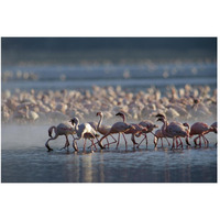 Lesser Flamingo group feeding enmass in the shallow waters of Lake Bogoria, Kenya, Africa-Paper Art-50"x34"