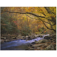 Little River flowing through autumn forest, Great Smoky Mountains National Park, Tennessee-Paper Art-50"x38"