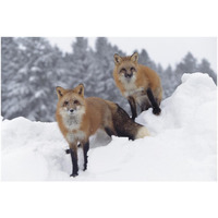 Red Fox pair in snow fall showing the black and red markings of their cross phase, Montana-Paper Art-50"x34"