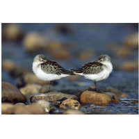 Western Sandpipers pair standing back to back with beaks tucked under wings, North America-Paper Art-20"x14"