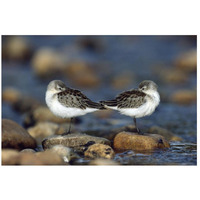 Western Sandpipers pair standing back to back with beaks tucked under wings, North America-Paper Art-26"x18"