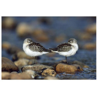 Western Sandpipers pair standing back to back with beaks tucked under wings, North America-Paper Art-32"x22"