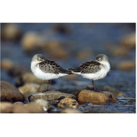 Western Sandpipers pair standing back to back with beaks tucked under wings, North America-Paper Art-62"x42"