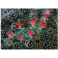 Indian Paintbrush surrounded by pine cones, South Rim, Grand Canyon National Park, Arizona-Paper Art-18"x14"