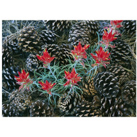 Indian Paintbrush surrounded by pine cones, South Rim, Grand Canyon National Park, Arizona-Paper Art-34"x26"