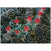 Indian Paintbrush surrounded by pine cones, South Rim, Grand Canyon National Park, Arizona-Paper Art-42"x32"