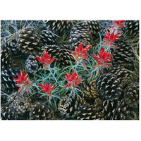 Indian Paintbrush surrounded by pine cones, South Rim, Grand Canyon National Park, Arizona-Paper Art-50&quotx38"