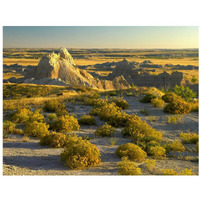 Coyote Bush and eroded features bordering grasslands, Badlands National Park, South Dakota-Paper Art-18"x14"