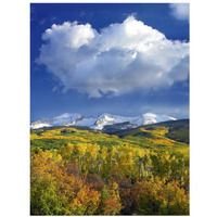 East Beckwith Mountain flanked by fall colored Aspen forests under cumulus clouds, Colorado-Paper Art-14"x18"