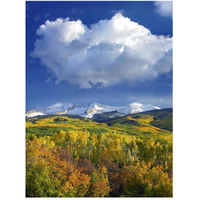 East Beckwith Mountain flanked by fall colored Aspen forests under cumulus clouds, Colorado-Paper Art-38&quotx50"