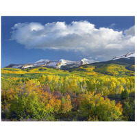 East Beckwith Mountain flanked by fall colored Aspen forests under cumulus clouds, Colorado-Paper Art-26"x22"