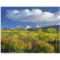 East Beckwith Mountain flanked by fall colored Aspen forests under cumulus clouds, Colorado-Paper Art-37"x30"